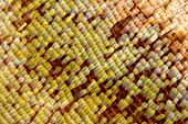 Butterfly wing scales, light micrograph