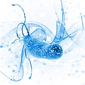 Helicobacter pylori bacteria, illustration
