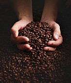 Person with hands full of coffee beans
