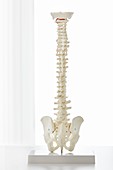 Model of the human spine
