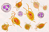 Trichomonas vaginalis and neutrophils, illustration