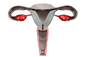 Female reproductive system, illustration