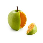 Segment cut from apple showing orange inside