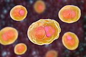 Chlamydia trachomatis bacteria, illustration