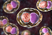 Chlamydia trachomatis bacteria, illustration