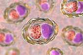 Chlamydia trachomatis bacteria, illustration