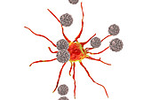 T-lymphocytes attacking cancer cell, illustration