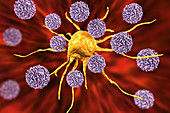 T-lymphocytes attacking cancer cell, illustration