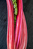 Pink chard stems (close-up)