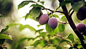 Plums on the Tree