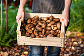 Woman holding crate of freshly harvested potatoes