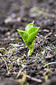 Broad bean seedling