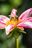 Biene auf Blüte von Dahlie Honka