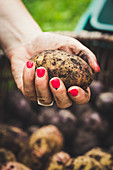 Hand hält eine Kartoffel