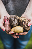 A woman holding different types of potatoes