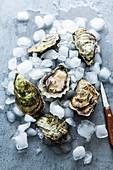 Fresh oysters with ice cubes and a knife