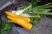 Yellow pointed pepper, fennel and broccoli