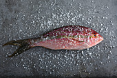 Ein Red Snapper mit grobem Meersalz bestreut auf grauem Untergrund (Aufsicht)