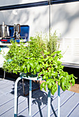 Basil and thyme on a light-blue stool in front of a caravan
