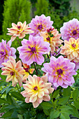 Dahlia Mix 'Happy Butterfly' 'Pink Butterfly'