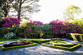 Beete mit Buchseinfassung und blühender Rhododendron im Garten