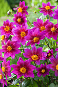 Zwerg-Dahlie 'Lilac Lyric' im Topf