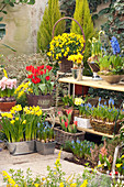 Frühlings - Arrangement mit Tulpen, Narzissen, Hyazinthen, Hornveilchen und Traubenhyazinthen