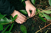 Rhododendron durch Absenker vermehren