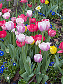 Tulpen im Frühlingsbeet