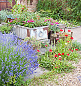 Kiesgarten mit Lavendel und Mohn, bepflanzte Kübel
