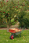 Apfelernte im Obstgarten