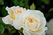 Englische Rose 'Crocus Rose'