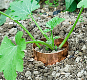 Zucchini Jungpflanze mit Kupferring vor Schnecken schützen