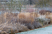 Winterliches Staudenbeet im Rauhreif