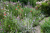 Naturgarten : Wollziest, Klatschmohn, Storchschnabel, Malven und Glockenblumen