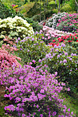 Blühende Rhododendron - Büsche in verschiedenen Farben