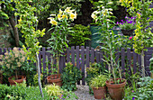 Töpfe mit blühenden Lilien 'Golden Splendor' neben Gartentor