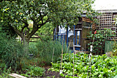 Gemüsegarten mit Apfelbaum und Gartenhaus
