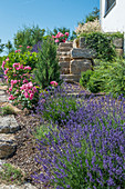 Hanggarten mit Lavendel und Rosen