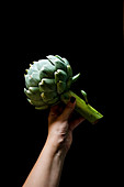 Woman hand holding an artichoke in a black background