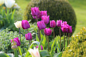 Violett und weiß blühende Tulpen im Beet