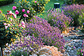 Romantic garden path lined with lavender and standard roses