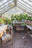 Pots with standing geraniums on worktable in the greenhouse