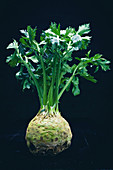 A celeriac bulb with leaves