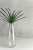 Palm leaf in glass bottle