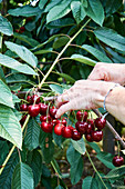 Picking cherries from a tree