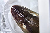 A raw fish head