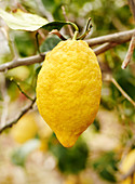 Reife Zitrone am Baum