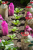Plastic bottles used as growing bells in a vegetable patch