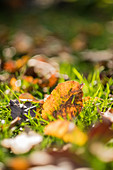 Herbstlaub auf dem Rasen
